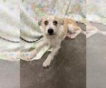 ROBERT - Male Parson Russell Terrier-Unknown Mix Dog for Adoption - Small photo