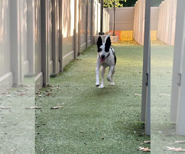 Medium Photo #2 Rat Terrier-Unknown Mix Puppy For Sale in Sayreville, NJ, NJ, USA