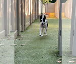 Small #1 Rat Terrier Mix