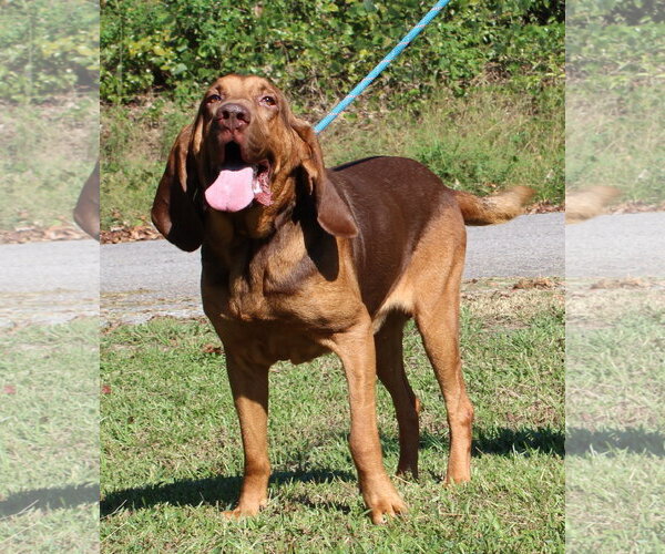 Medium Photo #2 Bloodhound Puppy For Sale in Prattville, AL, USA
