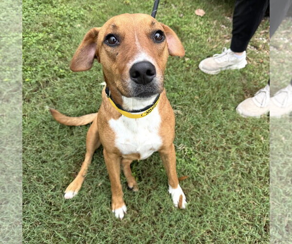 Medium Photo #2 Feist Terrier-Mountain Cur Mix Puppy For Sale in Houston, TX, USA
