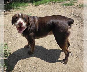 English Mastweiler Dogs for adoption in San Antonio, TX, USA