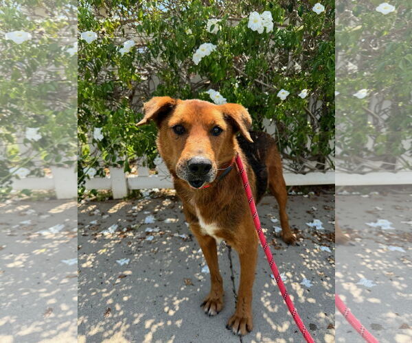 Medium Photo #1 Retriever -Unknown Mix Puppy For Sale in Newport Beach, CA, USA