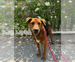 Small Retriever  Mix