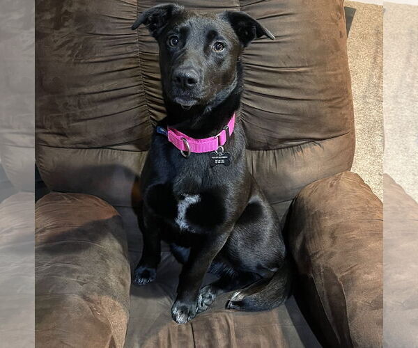 Medium Photo #17 Pointer-Unknown Mix Puppy For Sale in Fargo, ND, USA