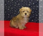 Small #2 Morkie