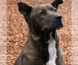 American Pit Bull Terrier-Unknown Mix Dogs for adoption in Sequim, WA, USA