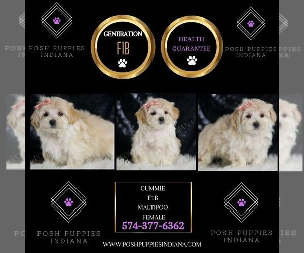 Medium Photo #2 Maltipoo Puppy For Sale in WARSAW, IN, USA