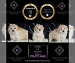 Small #1 Maltipoo
