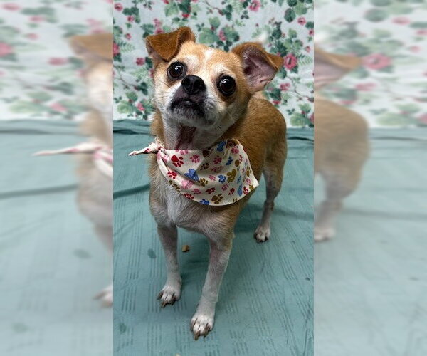 Medium Photo #5 Chihuahua-Unknown Mix Puppy For Sale in Wetumpka, AL, USA
