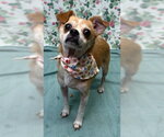 Small #4 Chihuahua Mix
