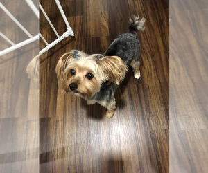 Mother of the Yorkshire Terrier puppies born on 06/18/2026