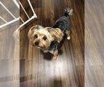Small Photo #1 Yorkshire Terrier Puppy For Sale in MILWAUKEE, WI, USA