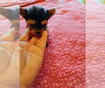 Small Yorkshire Terrier