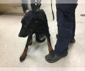 Doberman Pinscher Dogs for adoption in Riverside, CA, USA