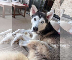 Onyx - Male Siberian Husky Dog for Adoption - Photo #4