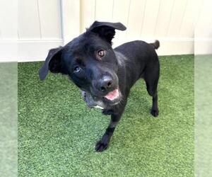 Labrador Retriever-Unknown Mix Dogs for adoption in Camarillo, CA, USA