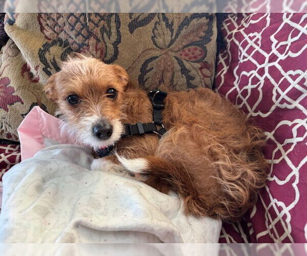 Medium Photo #1 Mutt Puppy For Sale in Plainfield, IL, USA