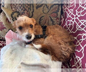 Mutt Dogs for adoption in Plainfield, IL, USA