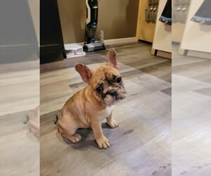 French Bulldog Puppy for sale in HOXIE, KS, USA