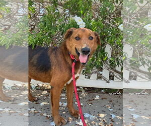 Mutt Dogs for adoption in Newport Beach, CA, USA