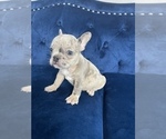 Small Photo #39 French Bulldog Puppy For Sale in CHARLOTTE, NC, USA