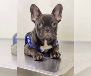 French Bulldog Puppy for sale in ROSS, CA, USA