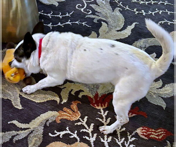 Medium Photo #2 Rat-Cha Puppy For Sale in Atlanta, GA, USA