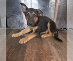 Small #4 German Shepherd Dog Mix