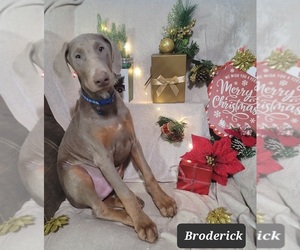 Doberman Pinscher Puppy for sale in POMEROY, OH, USA