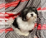 Puppy 1 Havanese