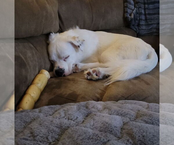 Medium Photo #7 Great Pyrenees-Unknown Mix Puppy For Sale in Fargo, ND, USA