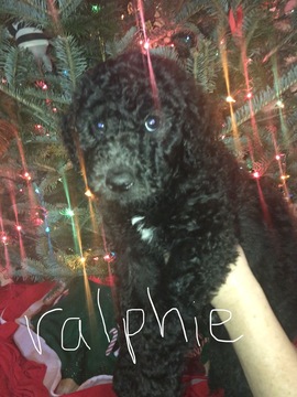 Medium Photo #4 Poodle (Standard) Puppy For Sale in TRYON, NC, USA