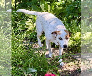 Boochie TX - Female Mutt Dog for Adoption - Photo #31