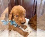 Small #13 Golden Retriever