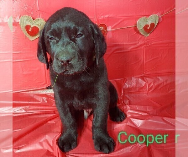 Medium Photo #5 Labrador Retriever Puppy For Sale in CATO, NY, USA