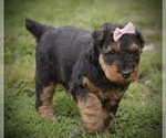Small Photo #2 Airedale Terrier Puppy For Sale in EWING, IL, USA