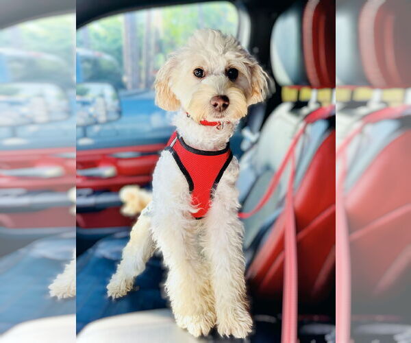 Medium Photo #1 Poochon Puppy For Sale in Spring, TX, USA