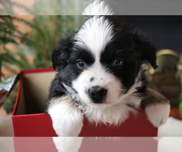 Medium Photo #1 Australian Shepherd Puppy For Sale in STAFFORD, VA, USA