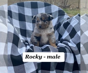 Australian Shepherd Puppy for sale in CLARKRANGE, TN, USA