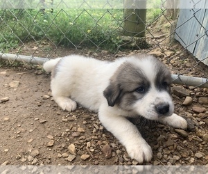 Great Pyrenees Puppy for sale in WESTMORELAND, TN, USA