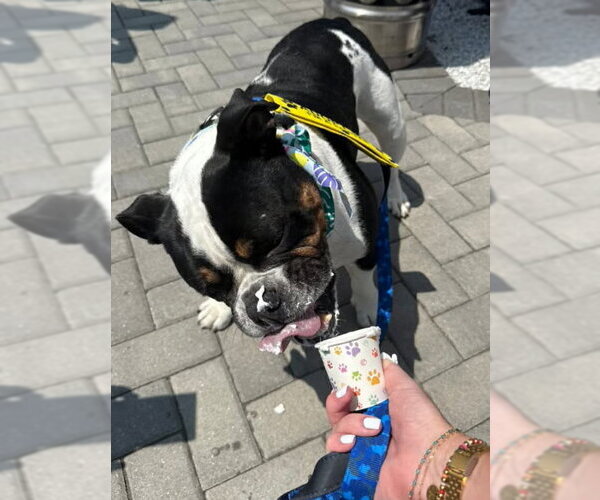 Medium Photo #3 Bulldog Puppy For Sale in Matawan, NJ, USA