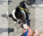 Small #2 Bulldog