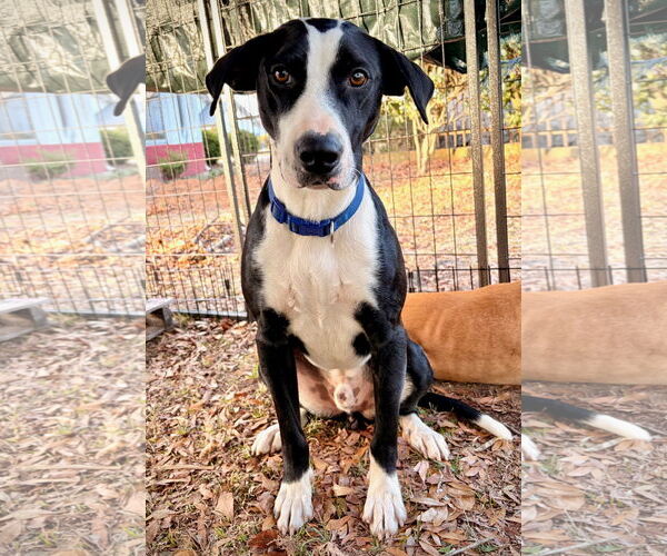 Medium Photo #4 Mutt Puppy For Sale in Rockaway, NJ, USA