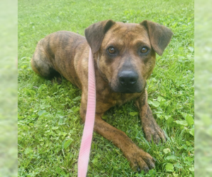 Mountain Cur-Unknown Mix Dogs for adoption in Westwood, NJ, USA