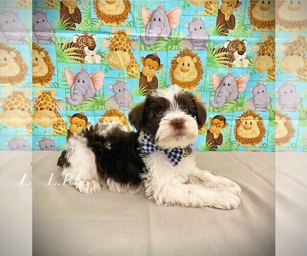 Medium Photo #1 Schnauzer (Miniature) Puppy For Sale in WINNSBORO, LA, USA