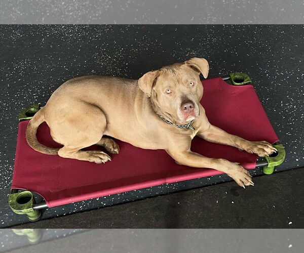 Medium Photo #8 American Staffordshire Terrier-Unknown Mix Puppy For Sale in Spring Lake, NJ, USA