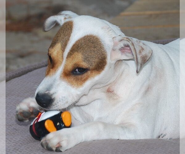 Medium Photo #5 Mutt Puppy For Sale in Spring, TX, USA