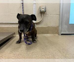 Chihuahua-Unknown Mix Dogs for adoption in Grand Prairie, TX, USA