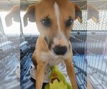 Small Photo #1 Labbe Puppy For Sale in Pena Blanca, NM, USA